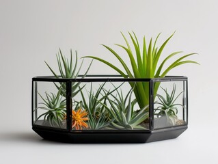 Air Plant Glass Haven