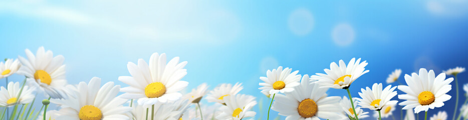 Daisy and daisy flower flower in summer, in the style of bokeh panorama, realistic blue skies, abstract landscape, 3840x2160, light-filled

