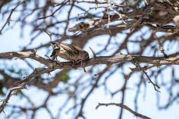 African weaver bird in natural conditions in the forest near the nest