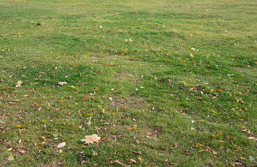 A lawn with green grass in the park on an autumn day.
