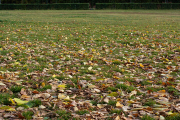 A lawn covered with fallen yellow leaves on an autumn day