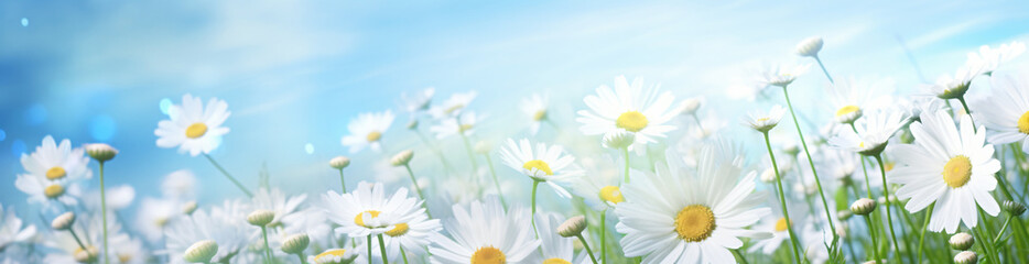 Daisy and daisy flower flower in summer, in the style of bokeh panorama, realistic blue skies, abstract landscape, 3840x2160, light-filled

