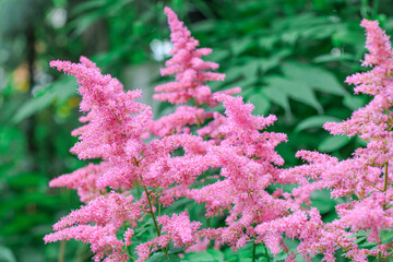 Pink beautiful fluffy Astilbe flowers