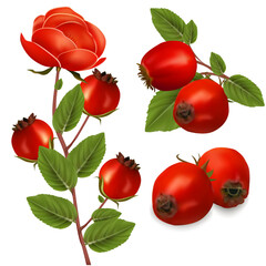 Realistic Detailed 3d Different Red Rose Hip Set Isolated on White Background. Vector illustration of Berries on Branch