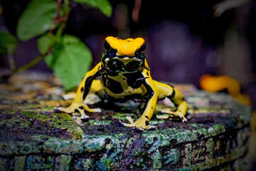 dart frog on a tree