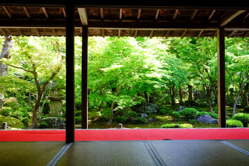 圓光寺の客間からの新緑が美しい庭園の風景 - obrazy, fototapety, plakaty