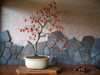 Fotobehang Bonsai 盆栽　ロウヤガキ  © Yukari Ueno