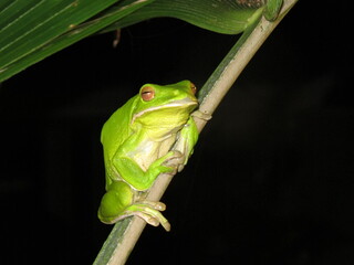 green tree frog