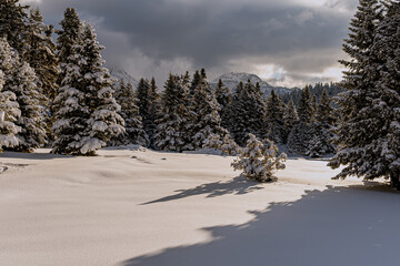 Snow covered trees near Pavliani in Central Greece.