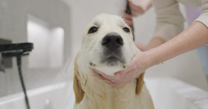 Portrait of a cute golden retriever being bathed in the bathtub