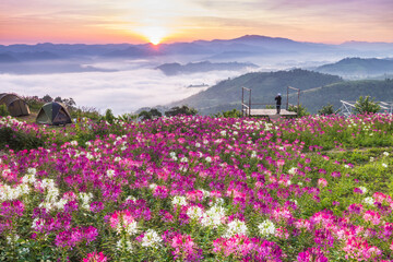 Beautiful sunrise in the morning with sea of mist on hight moutain, Mon Mok Tawan, Tak Province, Thailand.