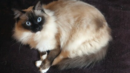 Ragdoll cat, fluffy feline pet, seal point mitted pedigree breed