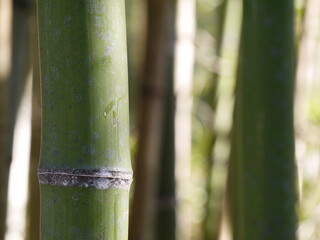 Obraz premium 竹林