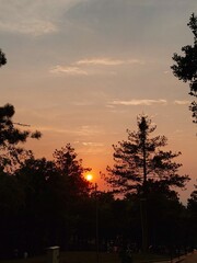 sunset in the forest