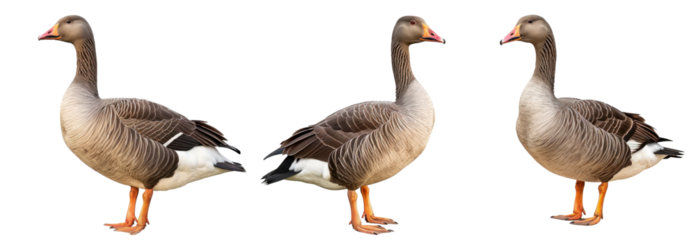 greylag goose anser isolated on white background