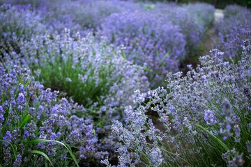 Obraz premium Lavender flowers on a lavender field lavender plantation, plant texture, lilac color, seasonal harvest