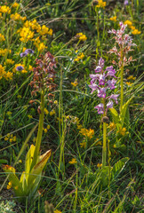 Orchidées sauvages sur le causse Méjean à Meyrueis, Lozère, Fance