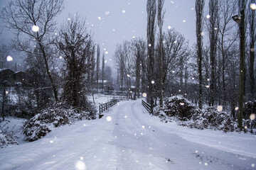 Enchanted Winter Walk: Snowflakes Falling on a Quiet Lane