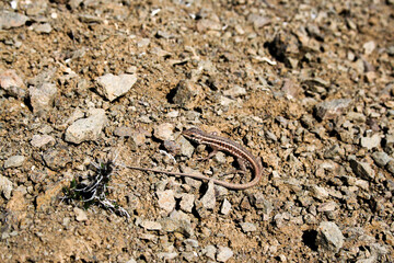 Brown Lizard on Rocky Terrain