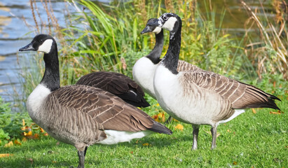 Group of canadian geese on a meadow