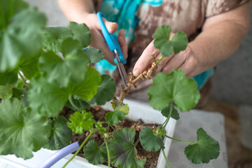 female hands with scissors trim a houseplant, flowers pelargonium, geranium
