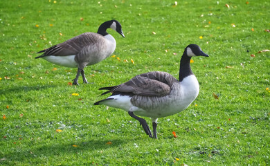 Naklejka na ściany i meble Group of canadian geese on a meadow