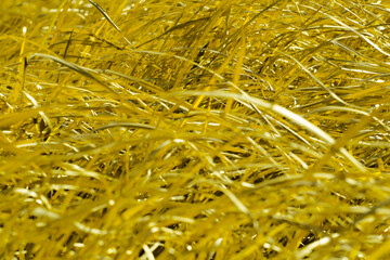 枯れて乾燥した茅の茂みが風にたなびく画像を黄金色にカラーレタッチ加工した明るいイラスト。