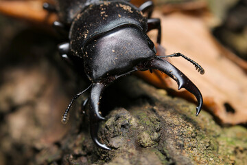 Small stag beetle (Kokuwagata, male, Dorcus rectus) that has just come out of hibernation (Natural+flash light, macro close-up photography)
