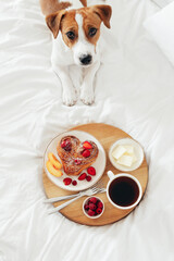 Jack Russell Terrier dog lies next to a wooden tray with a romantic breakfast for Valentine's Day