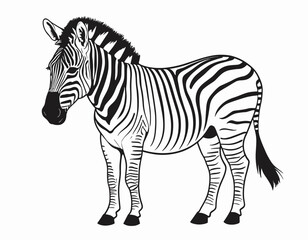 Fototapeta na wymiar standing grevy's zebra vector illustration isolated on white