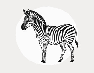 standing grevy's zebra vector illustration isolated on white