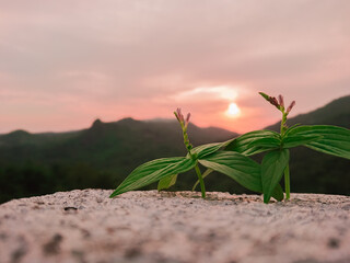 life in the desert