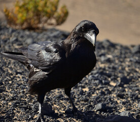Obraz premium Beautiful canary crow, natural park of Jandia, Fuerteventura, Canary Islands, Spain