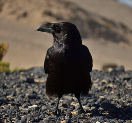 Beautiful raven in the foreground and looking to the side, corvus corax canariensis, Fuerteventura Island, Spain 
