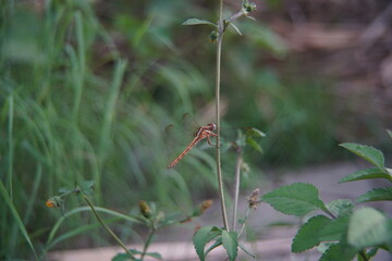 dragonfly on a branch