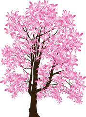 Fototapeta premium isolated tree in bright pink large blooms