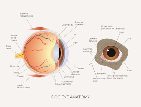 Dog's eye. The structure of the dog's eye. Anatomical illustration. Suitable for veterinary posters and educational materials. Biology and Zoology. Vector illustration. 