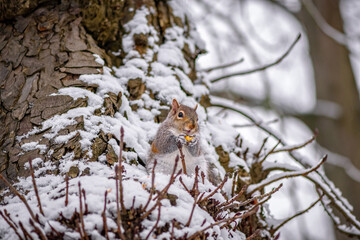Squirrel in the tree eating a peanut in winter
