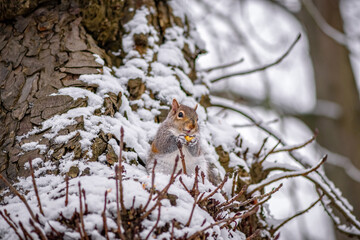 Squirrel eating a peanut in winter
