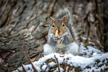 Squirrel eating a peanut in winter