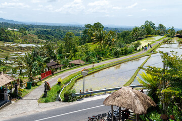 Beautiful view of rice fields in Tabanan, Bali