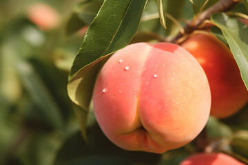 Ripe white peaches on a tree in an orchard 