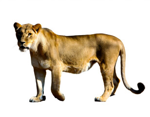 Obraz premium Löwin isoliert auf weißen Hintergrund, Freisteller