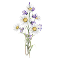 Watercolor Daisy and bluebell. Hand drawn illustration of Chamomile and little violet bell. bouquet of white blossom flowers on isolated background. Drawing botanical clipart. Painted wildflowers.