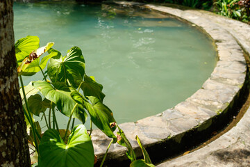 Monstera plants in the pool area