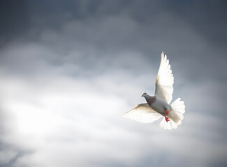 Fototapeta premium White pigeon or dove flying in cloudy sky
