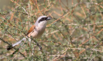 red-backed shrike between thornbush branches
