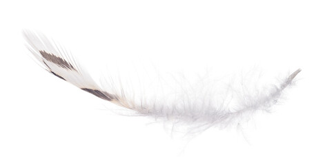 isolated small feather with dark brown stripes