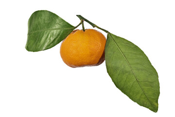 ripe orange tangerine with two large leaves isolated on white