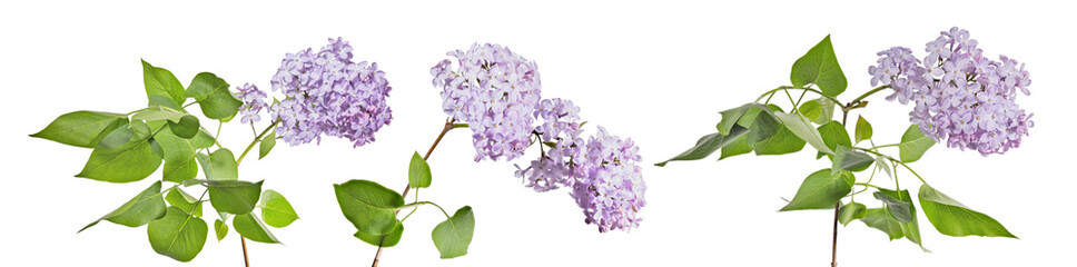 light violet lilac three branches with lush green leaves and flowers